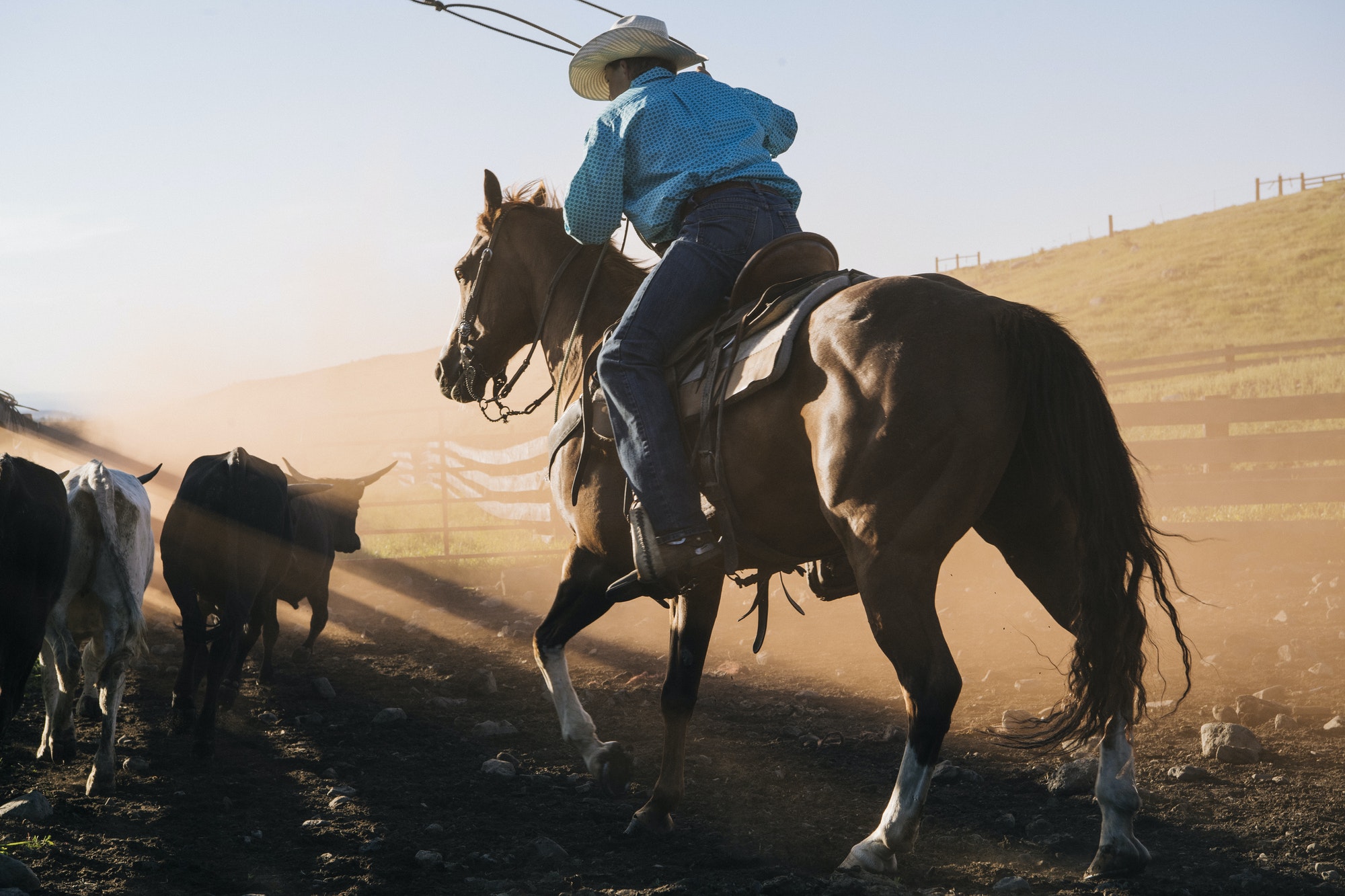 Cowboy on horse lassoing bull, Enterprise, Oregon, United States, North America