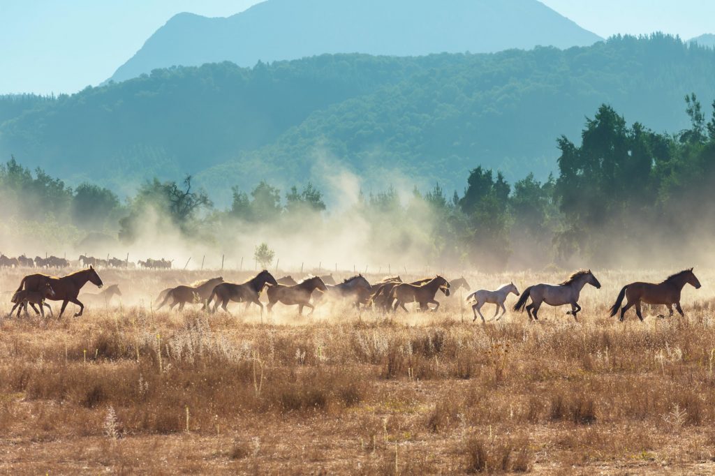 Horse