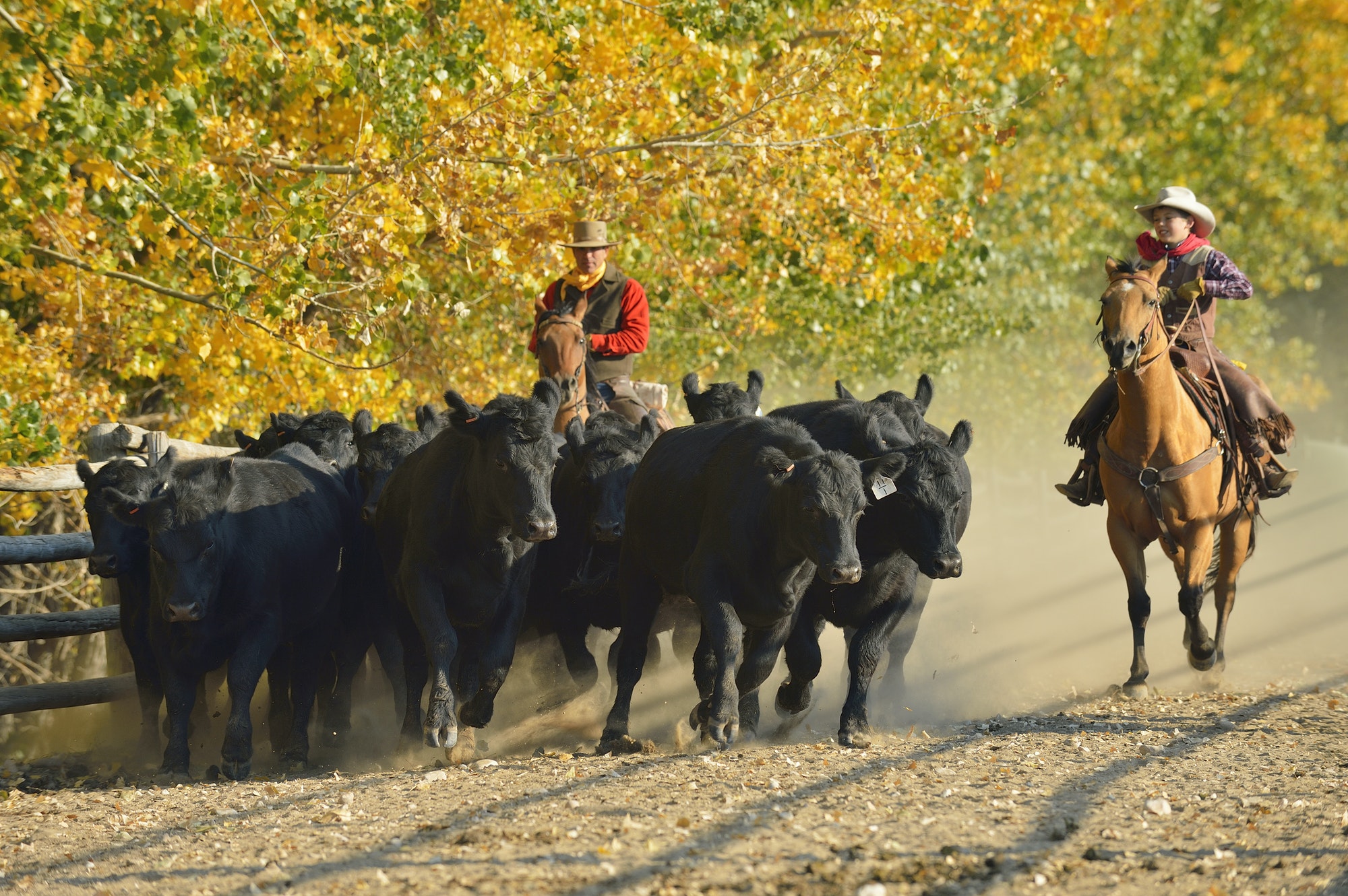USA, Wyoming, cowboy and young cowboy riding horses and herding cattles