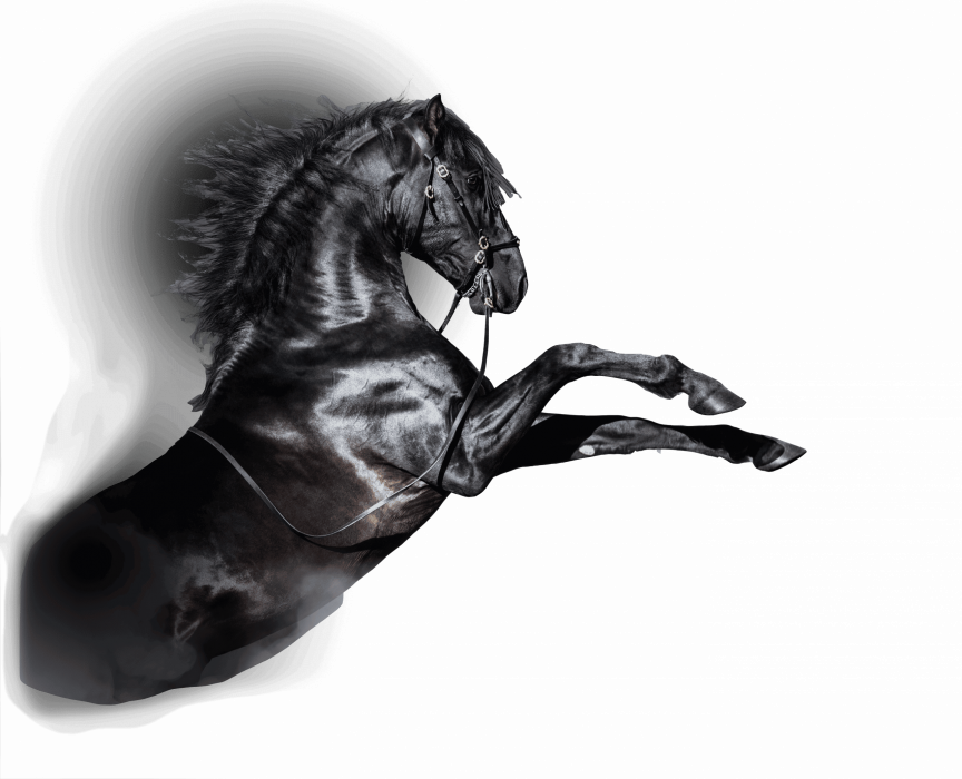 black-andalusian-horse-rearing-in-smoke-2022-02-02-03-49-56-utc copy