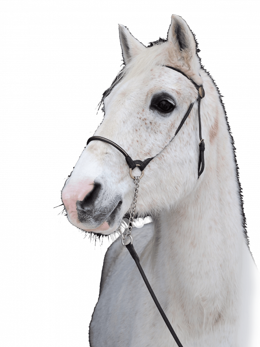 horse-2021-08-29-02-38-34-utc