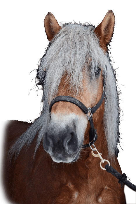 horse-2021-08-29-19-53-10-utc
