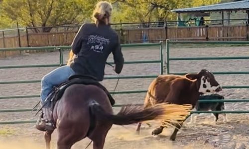 Group Lessons on Cattle